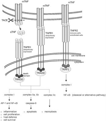 Anti-TNF Therapy in Spondyloarthritis and Related Diseases, Impact on the Immune System and Prediction of Treatment Responses